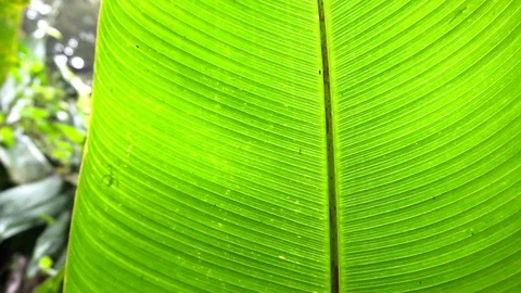 Closeup View Of Big Green Exotic Leaf 2 [Slow Motion] Stock Footage 88961061