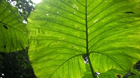 Closeup View Of Big Green Exotic Leaf 3 [Slow Motion] Stock Footage 88961067