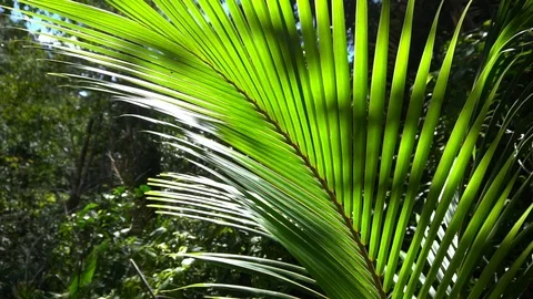 Closeup View Of Big Green Exotic Leaf 4 [Slow Motion] Stock Footage 88961301