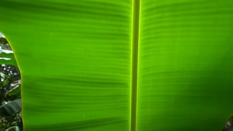 Closeup View Of Big Green Exotic Leaf 5 [Slow Motion] Stock Footage 89605798