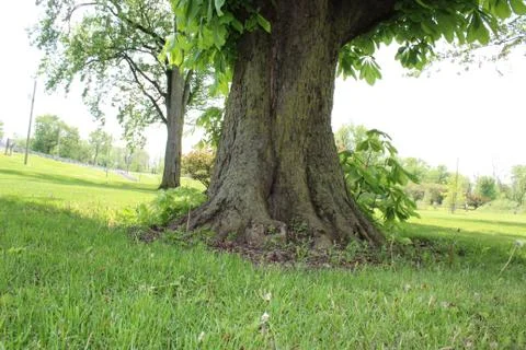 Closeup View of Big Tree Trunk 库存照片