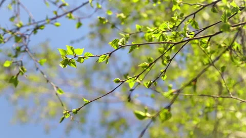 Closeup view of the birch branches with young green leaves. Stock Footage 255923608