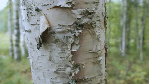Closeup view of birch white and black bark on trunk of tree in wild forest. Stock Footage 145128108