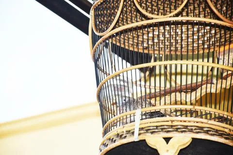 Closeup view of a bird in a bamboo cage, with blurred wall as background Stock Photos