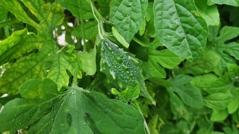 Closeup view of bitter gourd growing on plant showing texture and natural g.. Vidéo 337041628