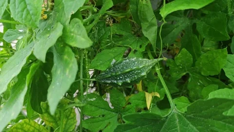 Closeup view of bitter gourd growing on plant showing texture and natural g.. Stock Footage 337041633