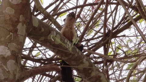 Closeup view of black giant squirrel Stock Footage 72213626