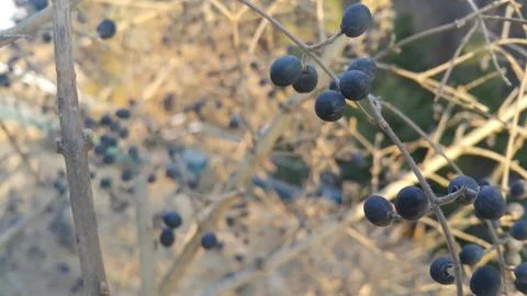 Closeup view of Black mountain ash berries: A selective focus view Stock Photos
