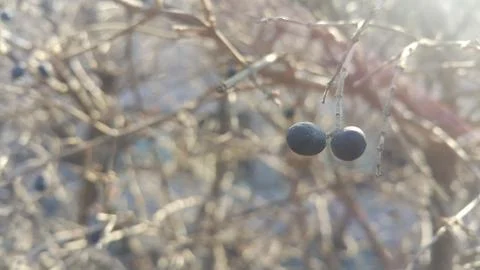 Closeup view of Black mountain ash berries: A selective focus view Stock Photos
