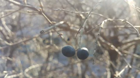 Closeup view of Black mountain ash berries: A selective focus view Foto stock