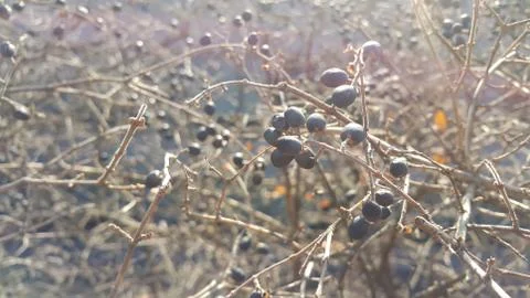 Closeup view of Black mountain ash berries: A selective focus view Stock Photos