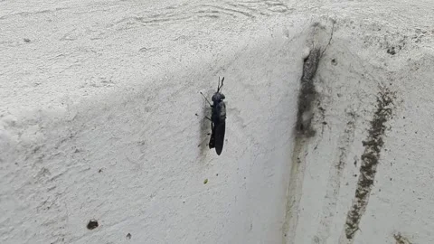 Closeup view of black soldier fly resting on wall showing detailed insect t.. Stock-Footage 334793145