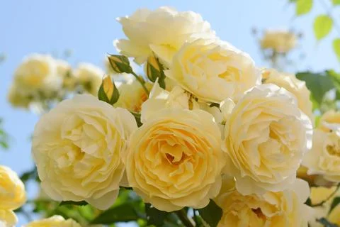 Closeup view of blooming rose bush with beautiful yellow flowers against blue Stock Photos
