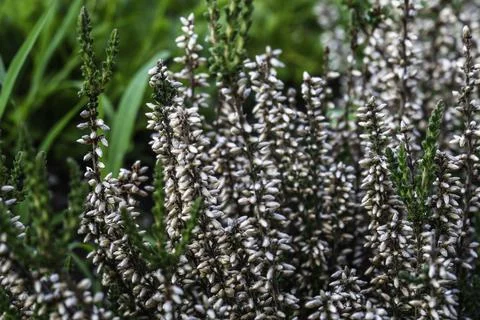 Closeup View of Blooming White Calluna Vulgaris Flowers Stock Photos