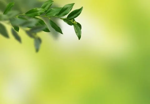 Closeup view of blurred greenery background with green leaf. Copy space for t Stock Photos