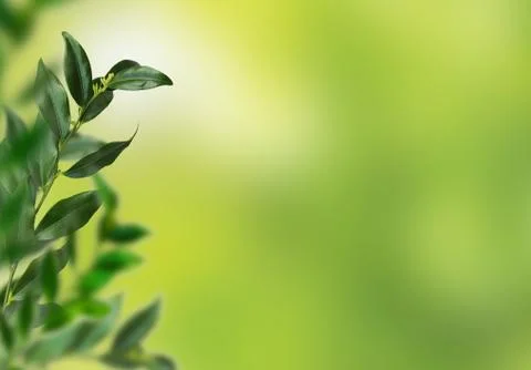 Closeup view of blurred greenery background with green leaf. Copy space for t Stock Photos