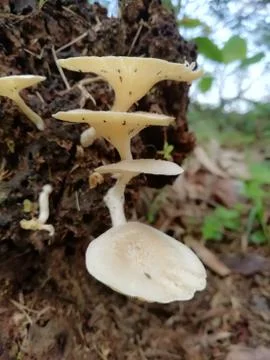 Closeup view of bottom side of a mushroom with other mushrooms Foto stock