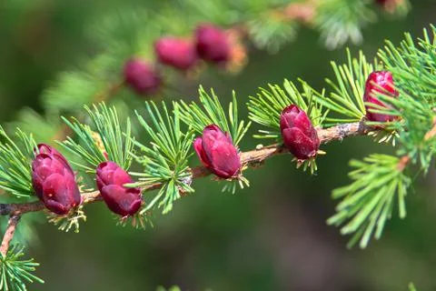 Closeup view of branches with young tamarack cones Stock Photos