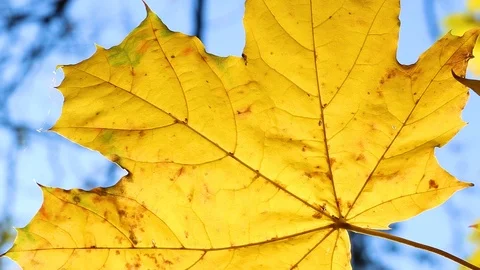Closeup view of bright yellow maple leaf isolated at blue sky background Stock Footage 91505185