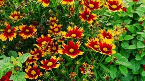 Closeup view of bright yellow red Coreopsis flowers gently moving in wind. Stock Footage 346178058