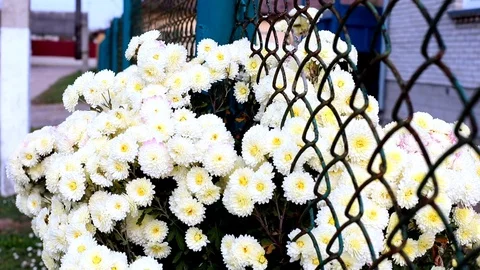 Closeup view of bright yellow spring winter flowers outside on the street. Outdo 스톡 동영상 120626773