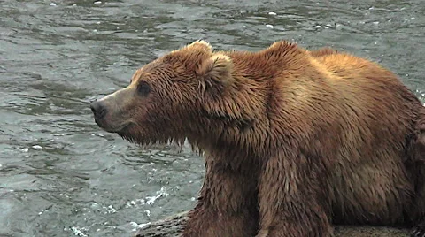 Closeup View of Brown Bear Hunched on Rock in River- Stabilized Stock Footage 50619267
