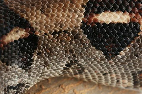 Closeup view of brown boa constrictor. Exotic snake 스톡 사진