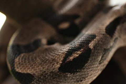 Closeup view of brown boa constrictor. Exotic snake Stock Photos