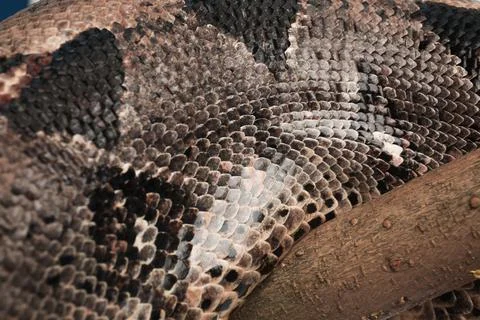 Closeup view of brown boa constrictor. Exotic snake Foto stock