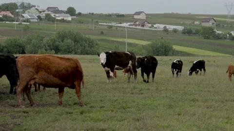Closeup view of brown cows grazing in the forest Stock Footage 220015902