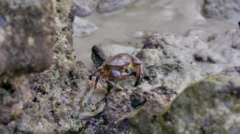 Closeup view of a brown crab moving by an ocean shore Stock Footage 58437189