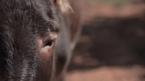 Closeup view of a brown donkey looking straight ahead Stock Footage 221725850