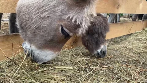 Closeup view of a brown donkey looking straight ahead Stock Footage 248057428