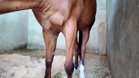 A closeup view of a brown horse standing in a stall focusing on its muscular Stock Footage 343377004