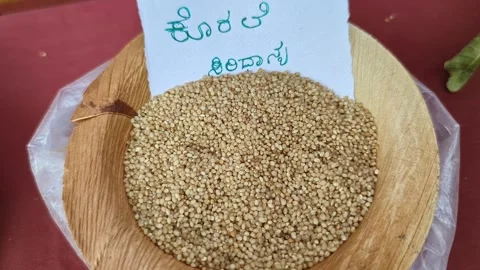 Closeup view of brown top millet grain displayed at krishi mela showcasing .. Vídeos de archivo 334554123