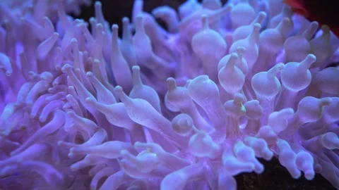 Closeup view of the Bubble Tip Anemone (Entacmaea Quadricolor) 動画素材 242017589