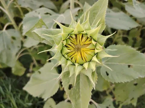 Closeup view of budding artichoke flower head surrounded by spiky green lea.. 写真素材