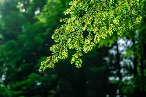 A closeup view of a budding tree branch displaying vibrant green leaves Stock Photos