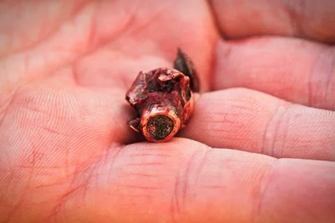 Closeup view of the bullet found in a moose Stock Photos