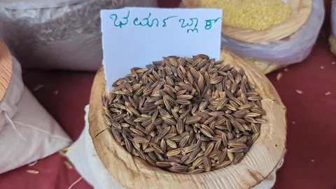 Closeup view of burma black paddy displayed at krishi mela highlighting gra.. Stock Footage 334553707