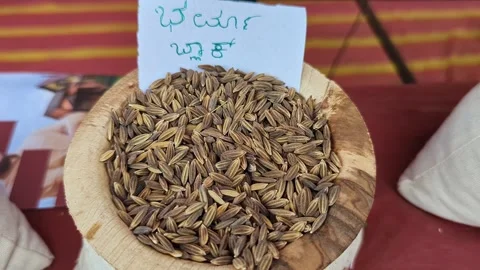 Closeup view of burma black paddy displayed at krishi mela highlighting gra.. 스톡 동영상 334553963