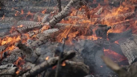 A closeup view of burning wood Stock Footage 73324964