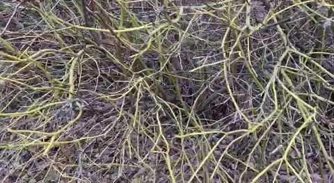 Closeup view of bush with bare twigs outdoors Stock Footage 294173316