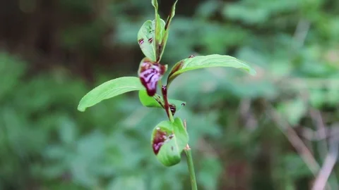 Closeup view of bush bleeding with bright red blood outdoor Stock Footage 74508389