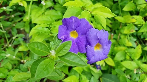Closeup view of bush clock vine flowers and leaves in tropical garden setting Stock-Footage 335649502