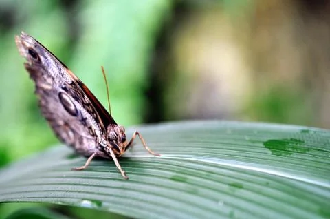 Closeup view to butterfly on leaf Stock Photos