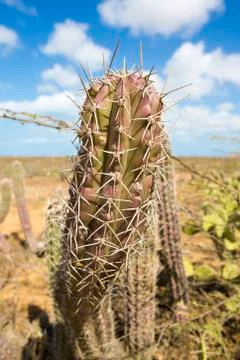 Closeup view of a cactus in La Guajira Stock Photos