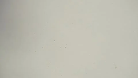 Closeup view of calendula heads falling on the table in slow motion Stock Footage 153517913