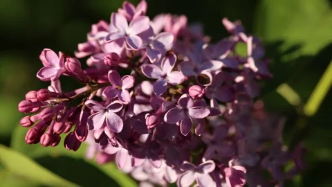 Closeup view capturing the beauty of lilac flowers in full bloom in nature Stock Footage 276326002
