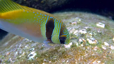 Closeup view capturing a colorful fish within its natural underwater environment Stock-Footage 295472749